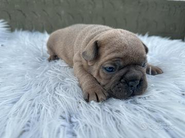 Bulldog francesi Merle maschi