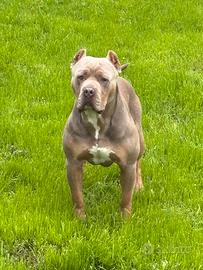 American bully xl