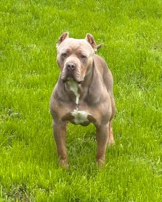 American bully xl