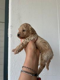 Cuccioli maltipoo