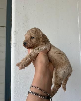 Cuccioli maltipoo
