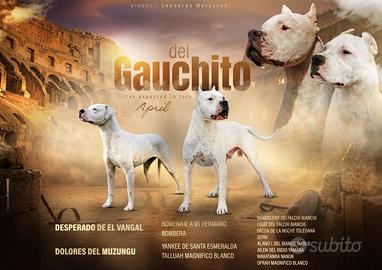 Cuccioli Dogo Argentino