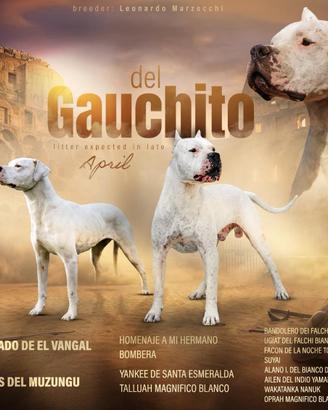 Cuccioli Dogo Argentino