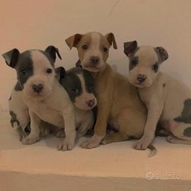 Cuccioli amstaff