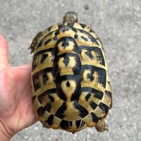 Tartarughe di terra testudo hermanni Femmina