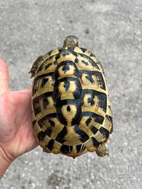 Tartarughe di terra testudo hermanni Femmina
