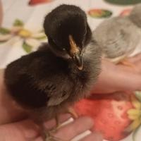 Pulcini Olive Egger e Araucana