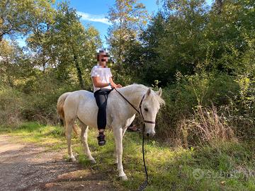 Cavallo mezza fida