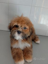 Lhasa apso