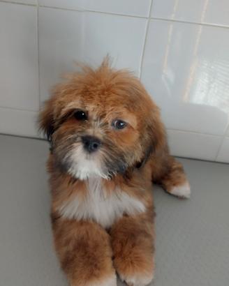 Lhasa apso