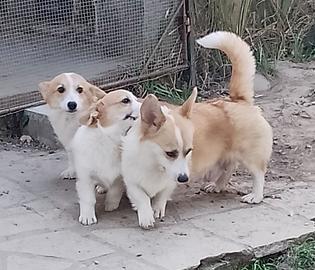 Welsh Corgi Pembroke cuccioli 
