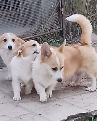 Welsh Corgi Pembroke cuccioli 