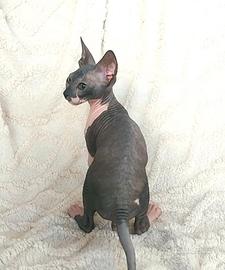 Gattino don sphynx gomma