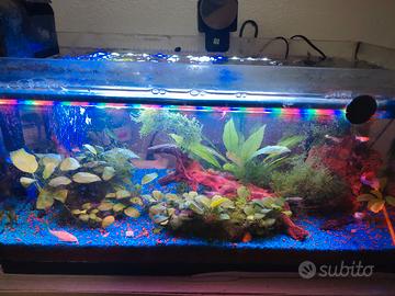  acquario completo di accessori e pesci