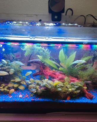 acquario completo di accessori e pesci