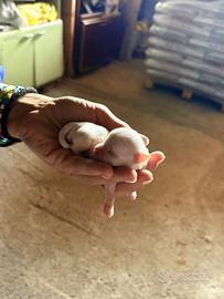 Cuccioli Chihuahua