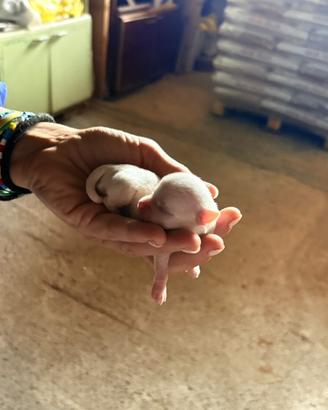 Cuccioli Chihuahua