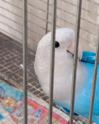 Coppia inseparabili