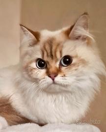 British Longhair 2 anni Femmina da riproduzione