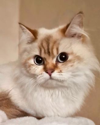 British Longhair 2 anni Femmina da riproduzione