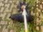 Immagine 2