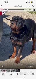 Rottweiler
