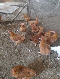 Galline
