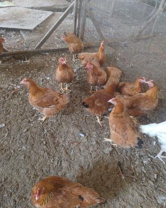 Galline