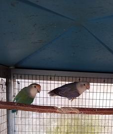 Inseparabili, uccellini