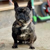 Bulldog Francese