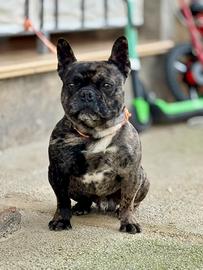 Bulldog Francese