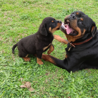 Cuccioli Rottweiler