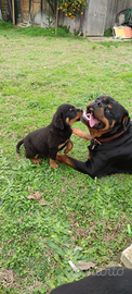 Cuccioli Rottweiler