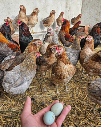Galline araucana uov.o azzurro