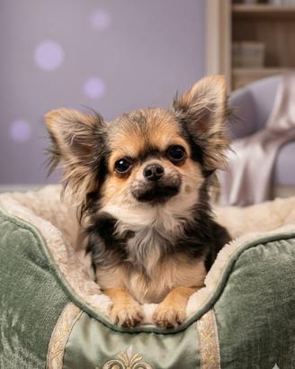 Chihuahua femminuccia di pelo lungo