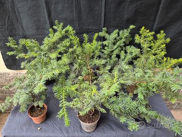 BONSAI