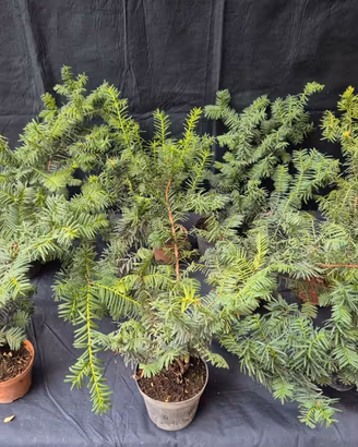 BONSAI