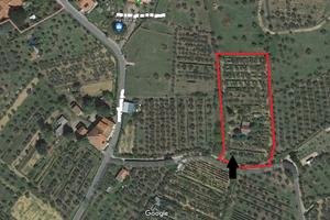 Terreno con uliveto ed annesso agricolo