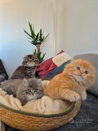 Scottish Fold e Straight: Dolcissimi Cuccioli
