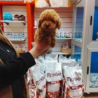 Barboncino toy maschio