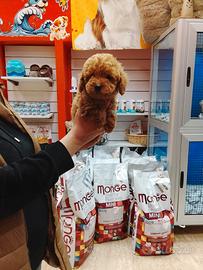 Barboncino toy maschio