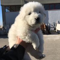 Cuccioli di maremmano abruzzese