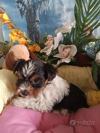 Maschietti  Biewer Yorkshire Terrier 