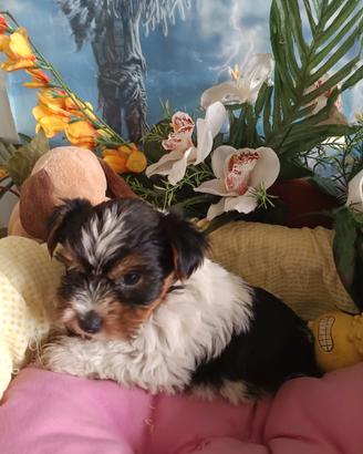 Maschietti  Biewer Yorkshire Terrier 