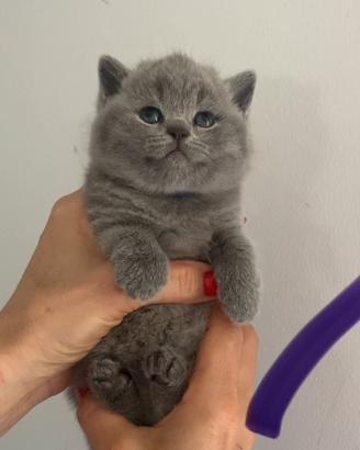 British shorthair
