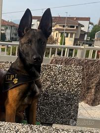 Pastore Belga Malenois