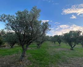 Rif.RI210| terreno agricolo borgia