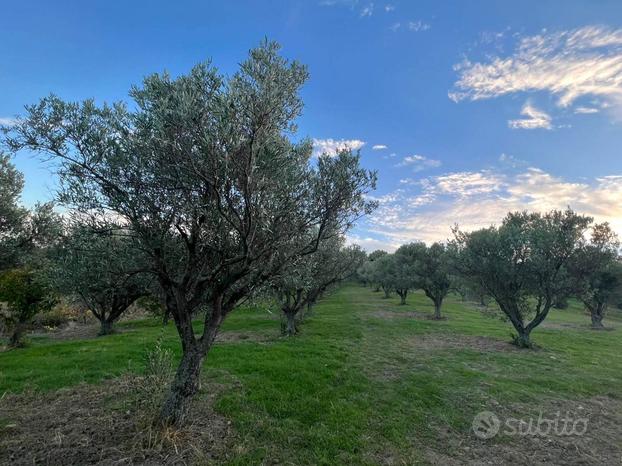 Rif.RI210| terreno agricolo borgia