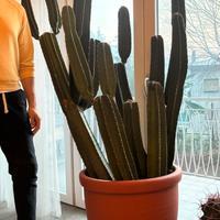 Cactus colonnare 150 cm