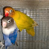 Coppia insep mascherato Pez verde x cobalto viola